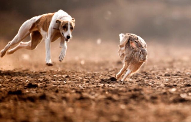 狗年宣传陕西细犬撵兔多图