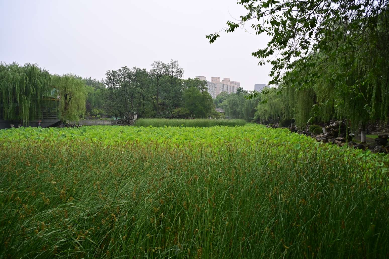 西宁莲湖公园图片