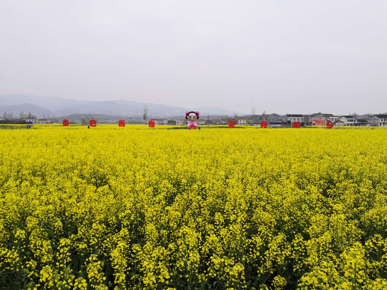 漢中油菜花